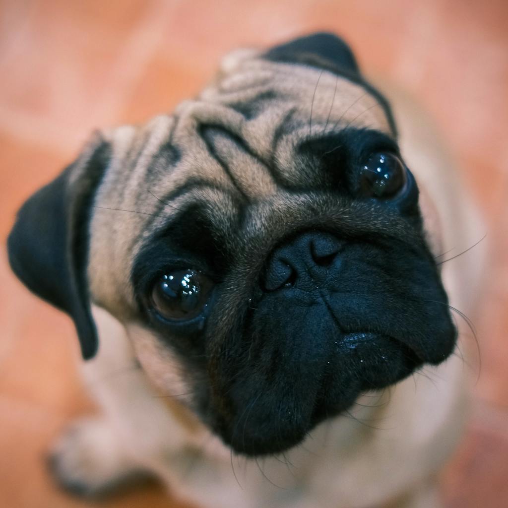 Adorable little puppy of purebred dog